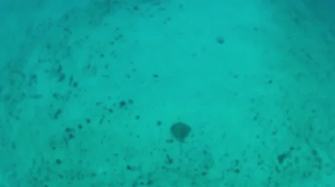 Stingray wide 2 Stock Footage 24344955