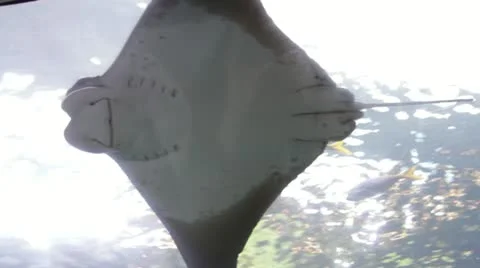 Stingray1 Video stock 10874801