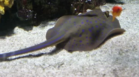 Stingray2 Stock Footage 10874706