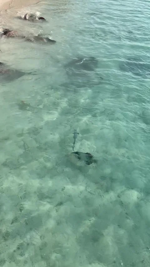 Stingrays and baby sharks swimming shallow turquoise water feeding Maldives HD Vídeo Stock 342344341