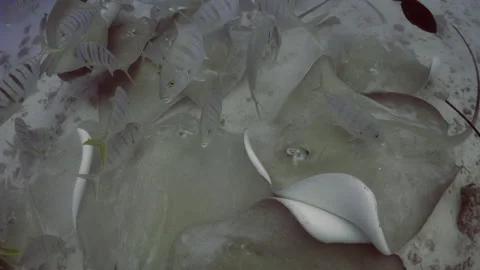 STINGRAYS AND FISH Stock Footage 308835021