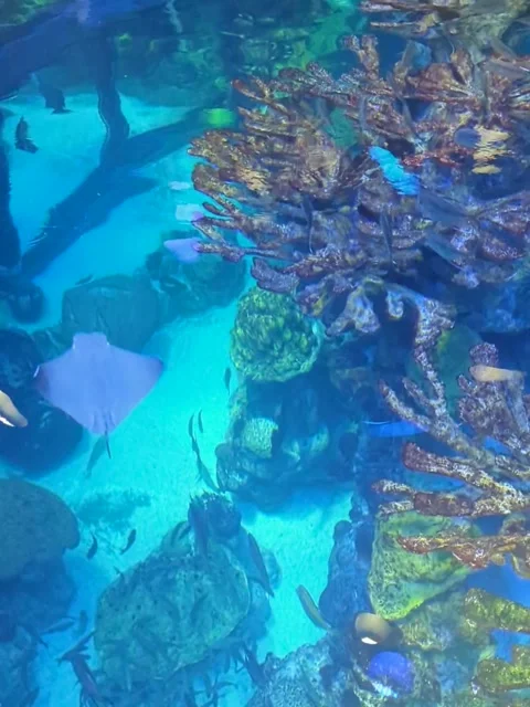 Stingrays and fish swimming Stock Footage 238891416