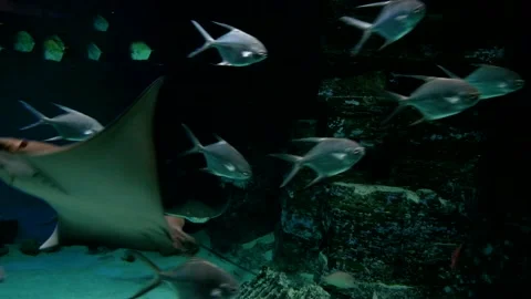 Stingrays and many other fish swim on the dark bottom of the sea Stock Footage 176964525