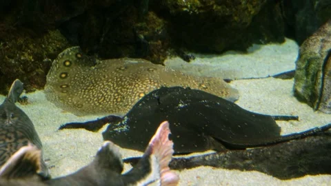 Stingrays in an aquarium resting on the sand Stock Footage 298855749