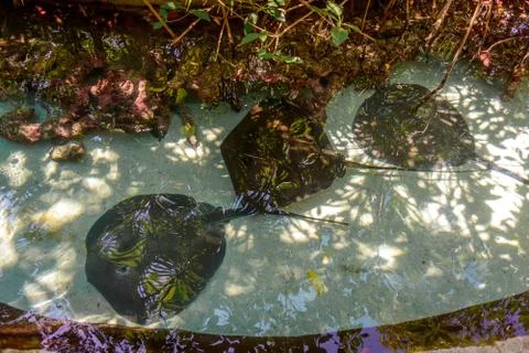 Stingrays at the bottom of an artificial reservoir. Stock Photos