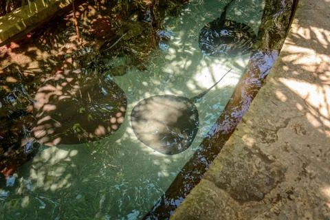 Stingrays at the bottom of an artificial reservoir. Stock Photos