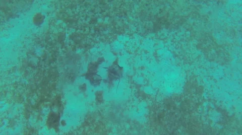 Stingrays at the bottom Stock Footage 42746765