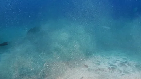 Stingrays circling over sandy seabed raising sand from the ocean bottom Video stock 330271900