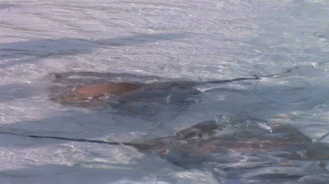 Stingrays close to beach Video stock 482373