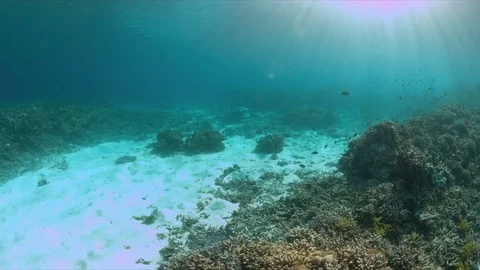 Stingrays on a coral reef 4k Stock Footage 72687055