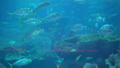 Stingrays in the depths of the ocean Stock Footage 158239258