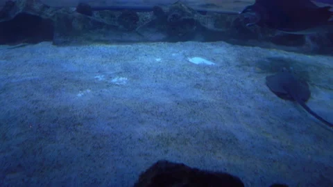 Stingrays in the depths of the ocean Stock Footage 158239387