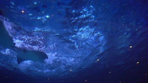Stingrays in the depths of the ocean Stock Footage 158243384