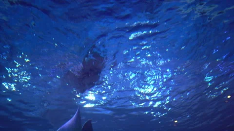 Stingrays in the depths of the ocean Stock Footage 158243552