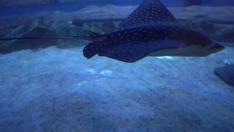 Stingrays in the depths of the ocean Stock Footage 158244878