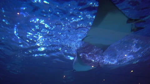 Stingrays in the depths of the ocean Stock Footage 158245020