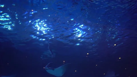 Stingrays in the depths of the ocean Stock Footage 158245459
