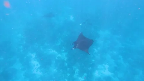 Stingrays diving deeper in the sea Stock Footage 146587356