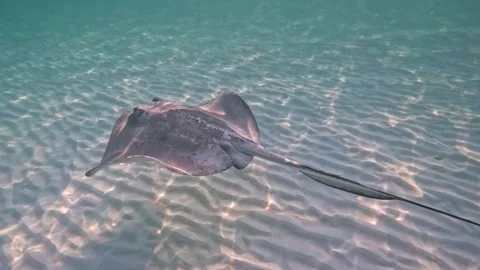 Stingrays at El Cielito Stock Footage 296238221