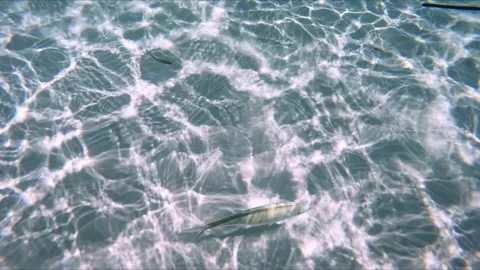 Stingrays at El Cielo Stock Footage 314274858