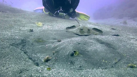 Stingrays Encounters Atlantic Ocean  HD close up Stock Footage 94606061