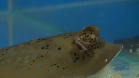 Stingray's Eyes And Spiracles Stock Footage 112320789