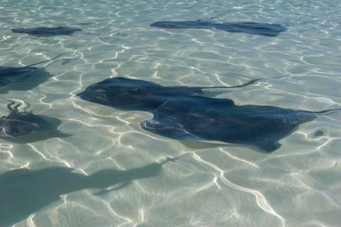Stingrays fish in the shallow water. Stock Photos