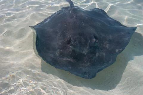 Stingrays fish in the shallow water. Stock Photos
