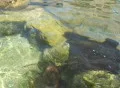 Stingrays float on by Footage