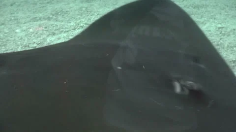 Stingrays Stock Footage 34652505