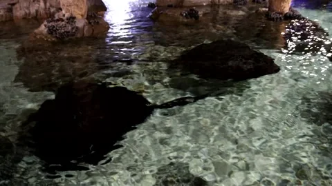 Stingrays Stock Footage 150037822