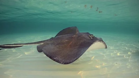 Stingrays gliding through shallow water Stock Footage 162475952