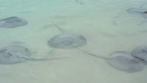 Stingrays having fun all together in the... | Stock Video | Pond5