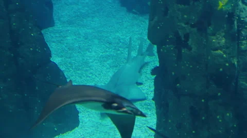 Stingrays in huge aquarium at oceanarium. Observing the life of animals Stock Footage 311031248