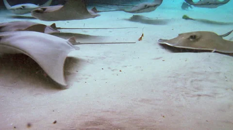 Stingrays Kicking-up Sand at Bottom Video stock 35866544