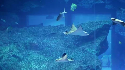 Stingrays in a large aquarium, a large aquarium in a shopping mall, dubai mall Stock Footage 235466355