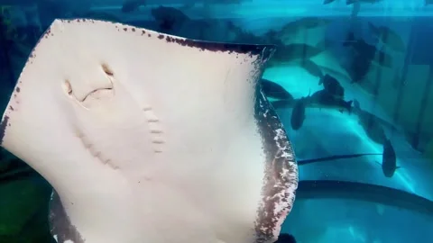 Stingrays in a large aquarium. Spain. Stock Footage 273679724