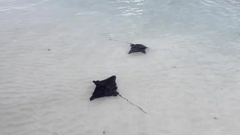 Stingrays in the Maldives cruise in shallow lagoon Video stock 287231069