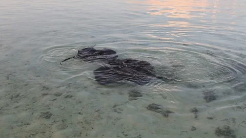 Stingrays, Maldives Stock Footage 103179672