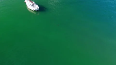 Stingrays In Miami Aerial Video stock 291747217