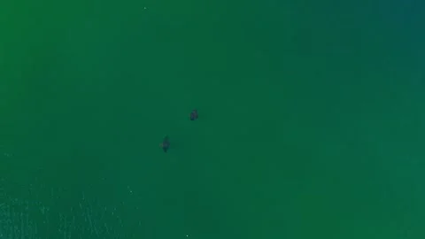 Stingrays In Miami Aerial Video stock 291747225