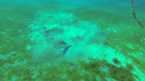 Stingrays in the ocean Stock Footage 42454736
