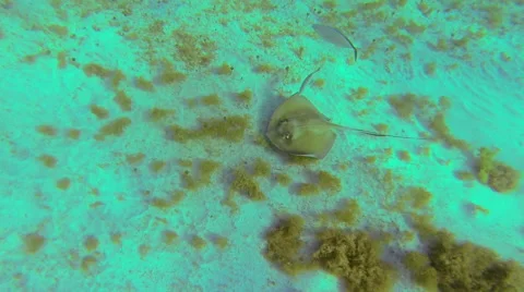 Stingrays at play Stock Footage 42739163