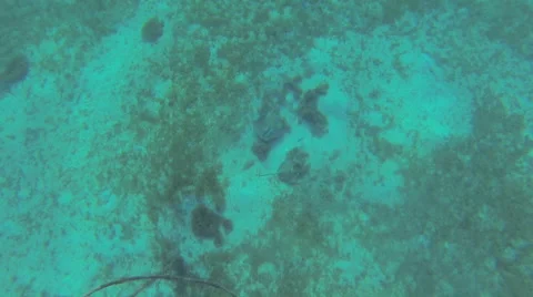 Stingrays playing in seagrass Stock Footage 42747010