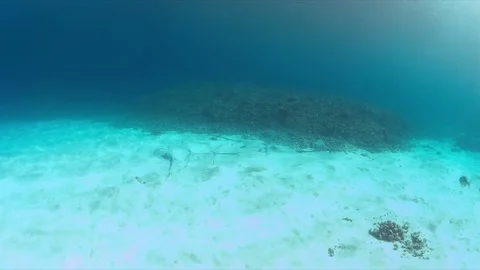 Stingrays on sandy bottom 4k Stock Footage 72687115