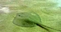 Stingrays on sandy bottom aquatium HD HD Footage