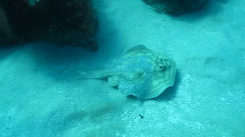 Stingrays from the Sea of Cortez, Mexico. Stock Footage 24260482