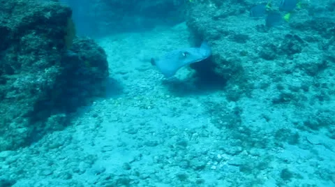 Stingrays from the Sea of Cortez, Mexico. Stock Footage 24261228