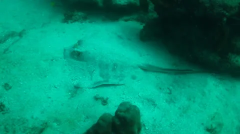 Stingrays from the Sea of Cortez, Mexico. Stock Footage 24285089