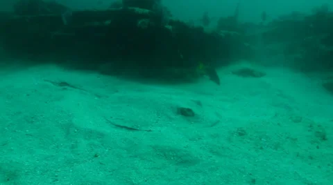 Stingrays from the Sea of Cortez, Mexico. Stock Footage 24289339
